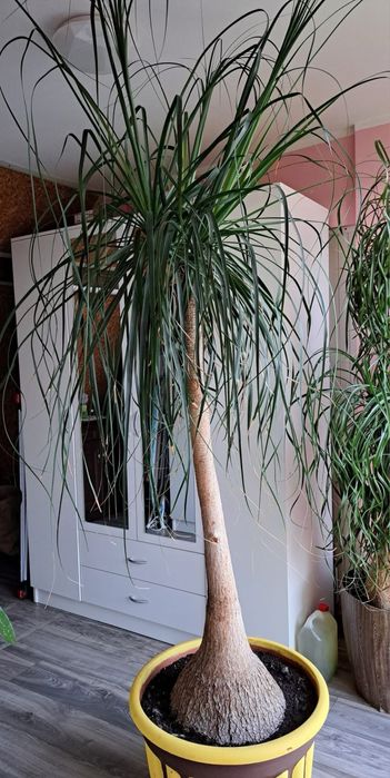 Nolina stopa słonia 240cm