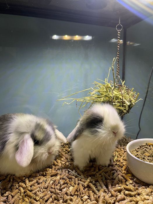 Coelho Anão Mini Lop Belier - LOJA!!