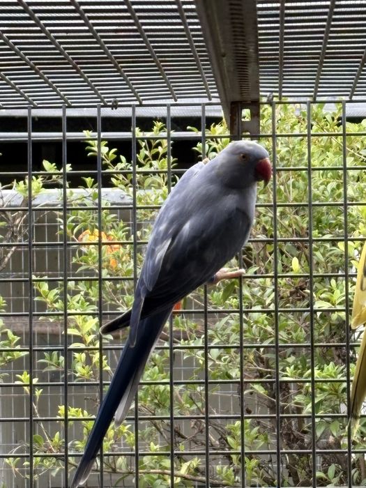 ring neck sexados para ceder.