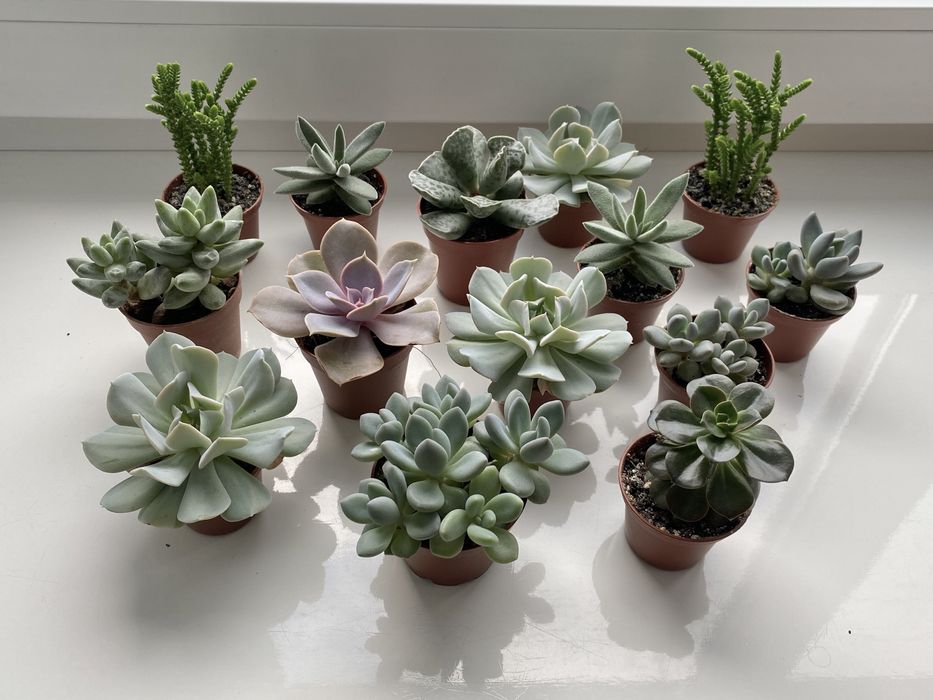 Сукуленти ечеверія красула