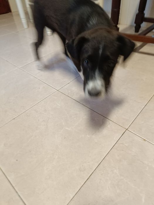 Que tal adotar um cãozinho com 3 meses mistura Pointer com rafeiro!