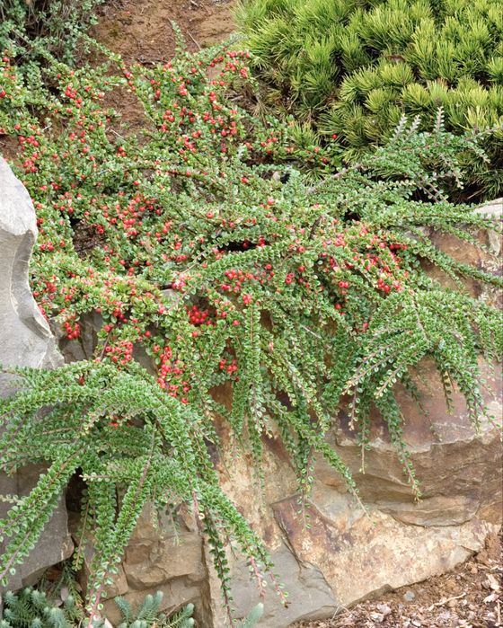 Кизильник, пухиреплідник піраканта