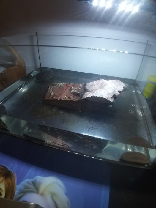 Żółw 1,5 roku hieroglifowy