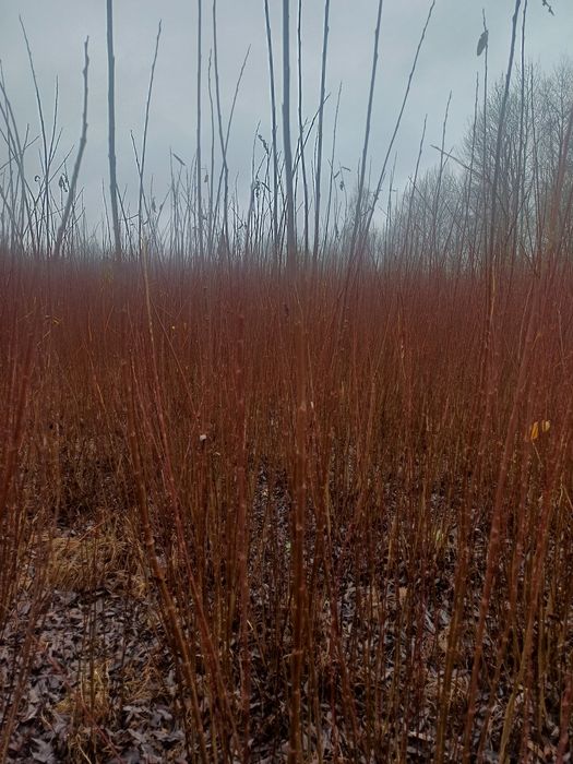 Wiklina  na pniu 70 arów czysta bez trawy