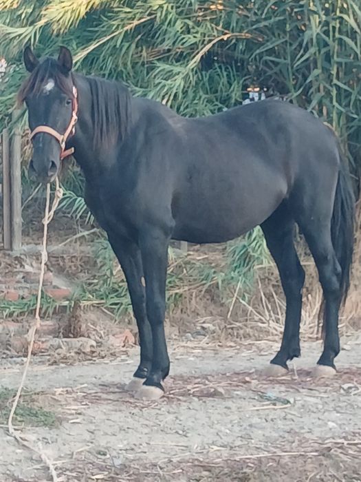 Vendo egua 9 anos 158 de altura