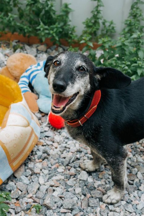Віддаємо собачку Жулі