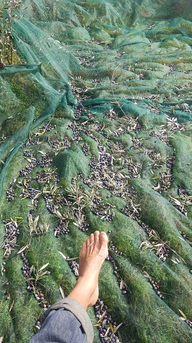 Azeite. Azeite virgem extra prensado a frio.