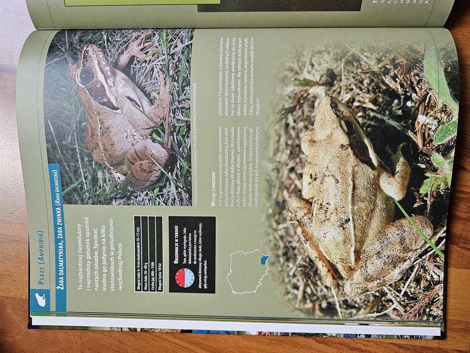Książka Gady, płazy i ryby.