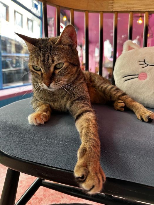 Gata tigrada jovem para adoção responsável