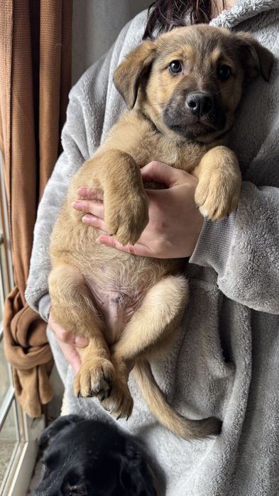 Cachorro para adoptar