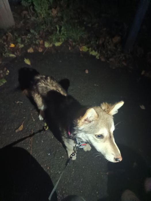 Загубилась собачка