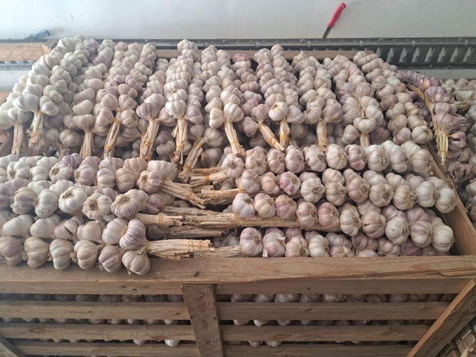 Czosnek polski harnaś