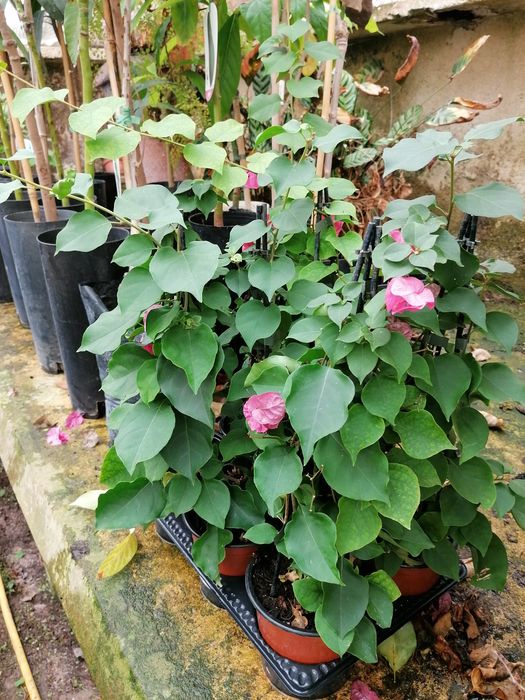 Buganvilias excelentes