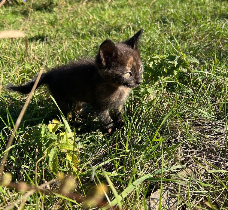 Лагідна черепахова дівчинка,2 місяці,в добрі руки