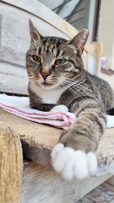 Papaja - spokojna, dorosła kotka szuka domu