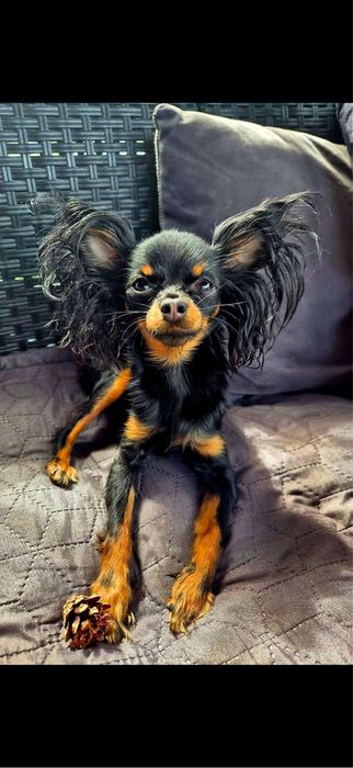 Toy Rosyjski dlugowlosy