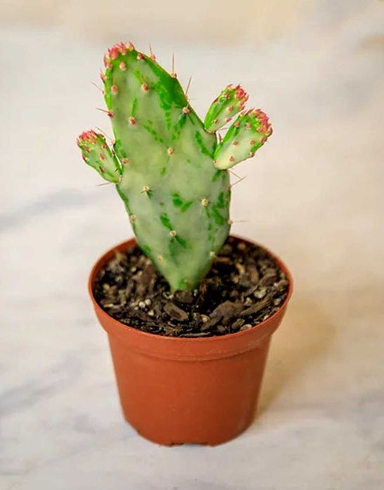 Suculenta Kalanchoe Aranto Mãe de Milhares Bryophyllum Daigremontianum