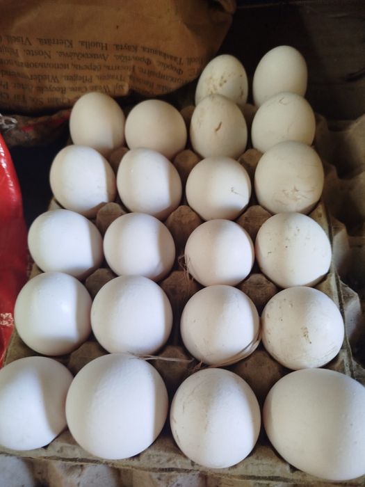 Ovos incubação leghorn white