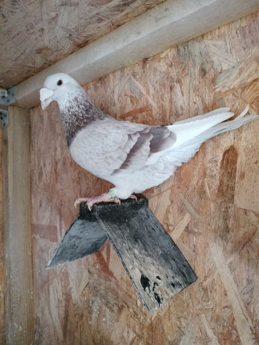 Gołębie staropolskie