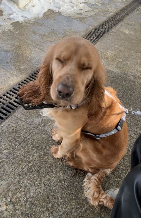 pies za darmo cocker spaniel oddam rasowy