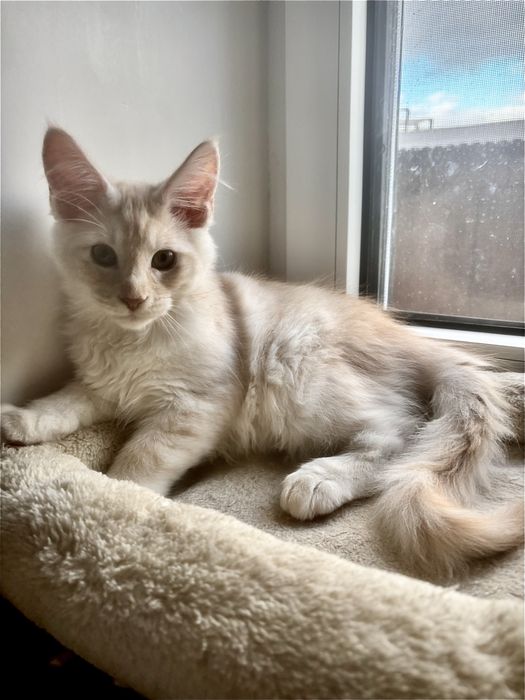 Maine Coon - Rudy Kocurek