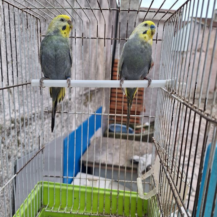 Piriquitos Arco-iris