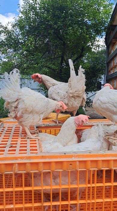 продаж курей  бройлерів тушки живі
