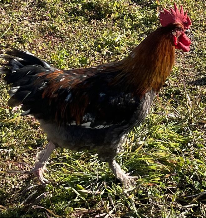 Vendo Ovos chocolate Raça Marans Bio