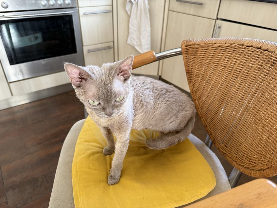 Liliowa koteczka devon rex