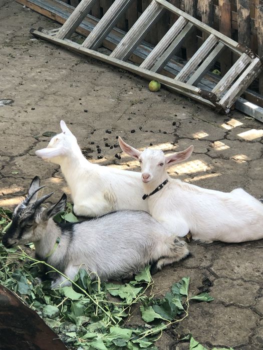 Продам козу ламанчу