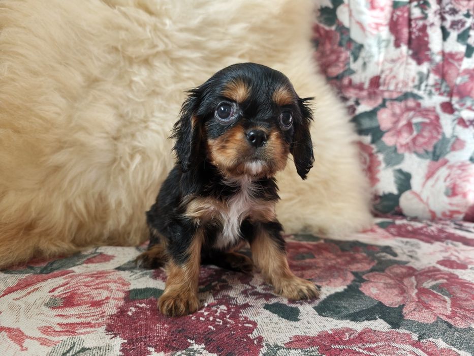 Cavalier King Charles Spaniel KOKOS