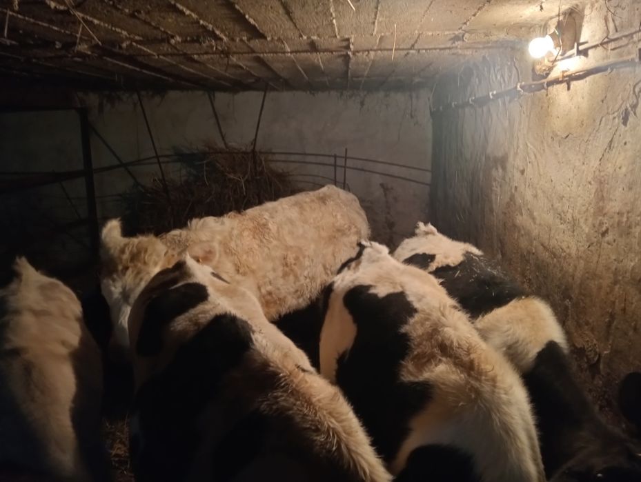 Sprzedam cielaki czarno białe byczki