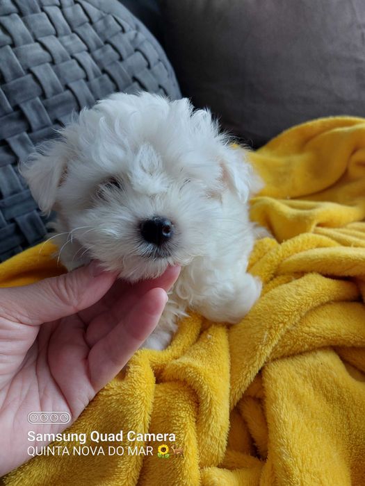 Bichon Maltês. Mini. Menino Perfeição!