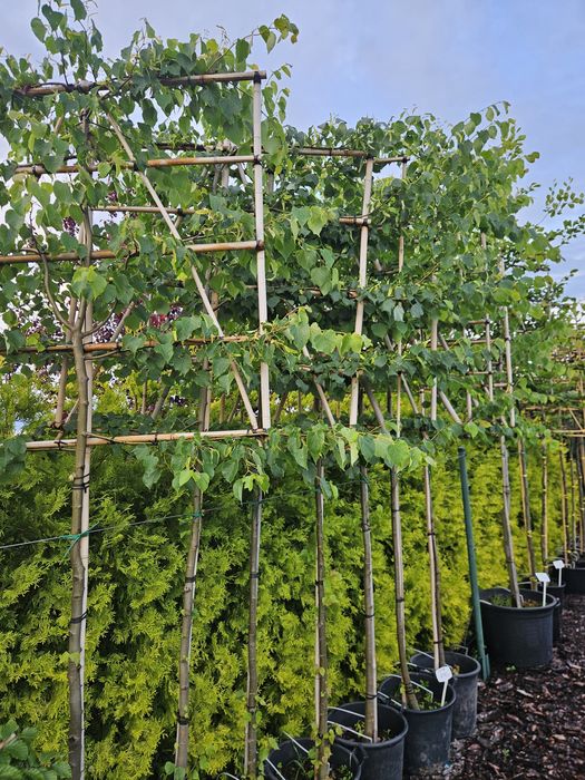 Katalpa Catalpa 120-230 cm Tuja szmaragd