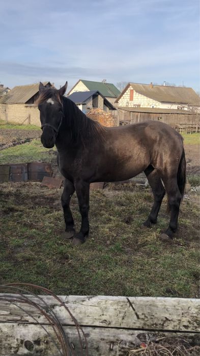 Продається лошиця 3р.