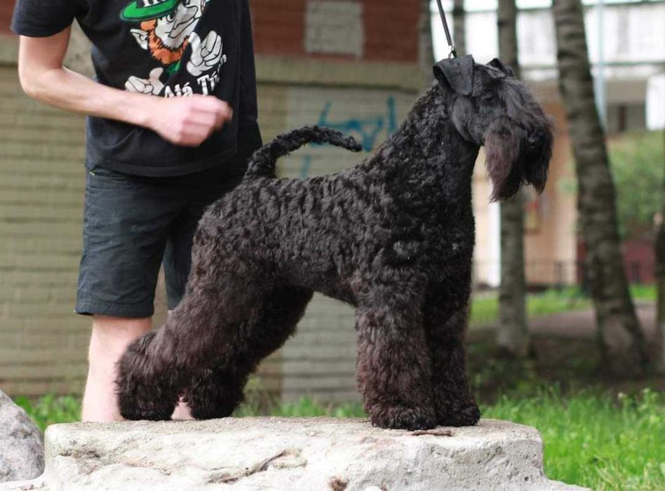 Цуценята Керрі Блю Тер'єра!