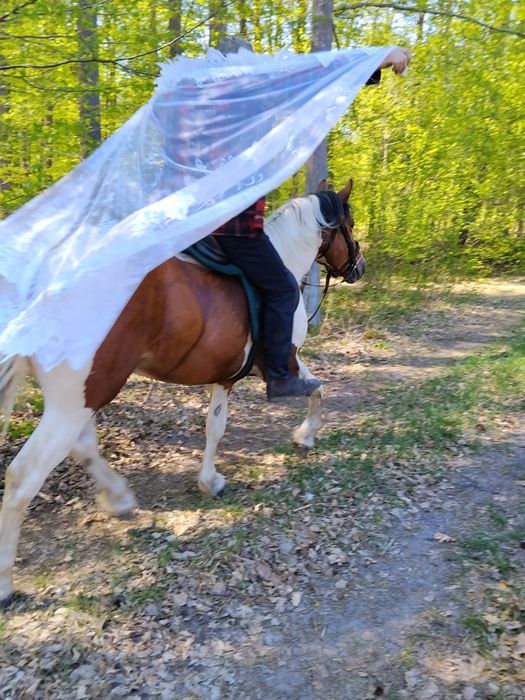 Sprzedam ogierka srokatego 3,5 letniego.