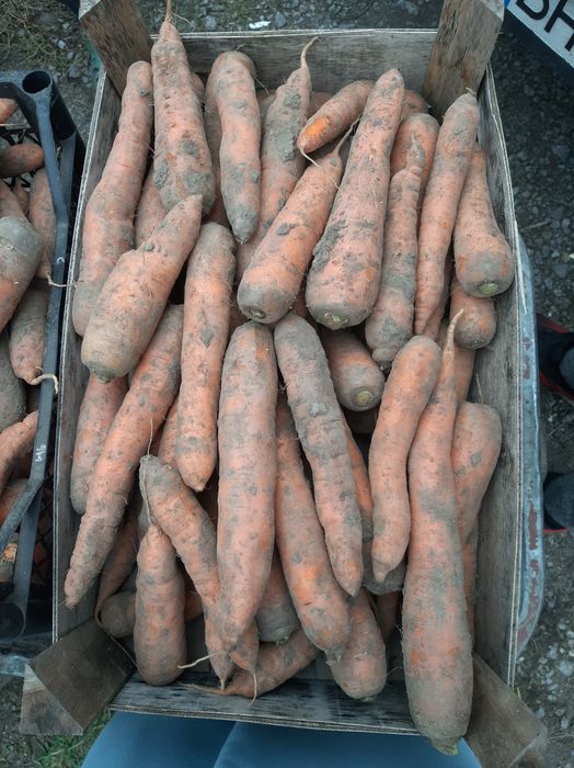 Продам моркву домашню