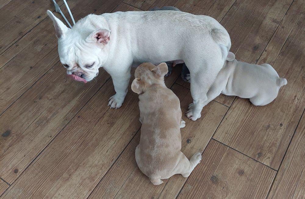 Buldog francuski lilac fawn merle Rocky