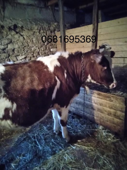 Телиця на корову.