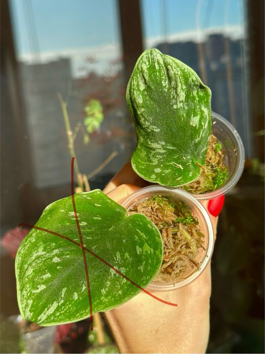 Великий вибір цікавих кімнатних рослин