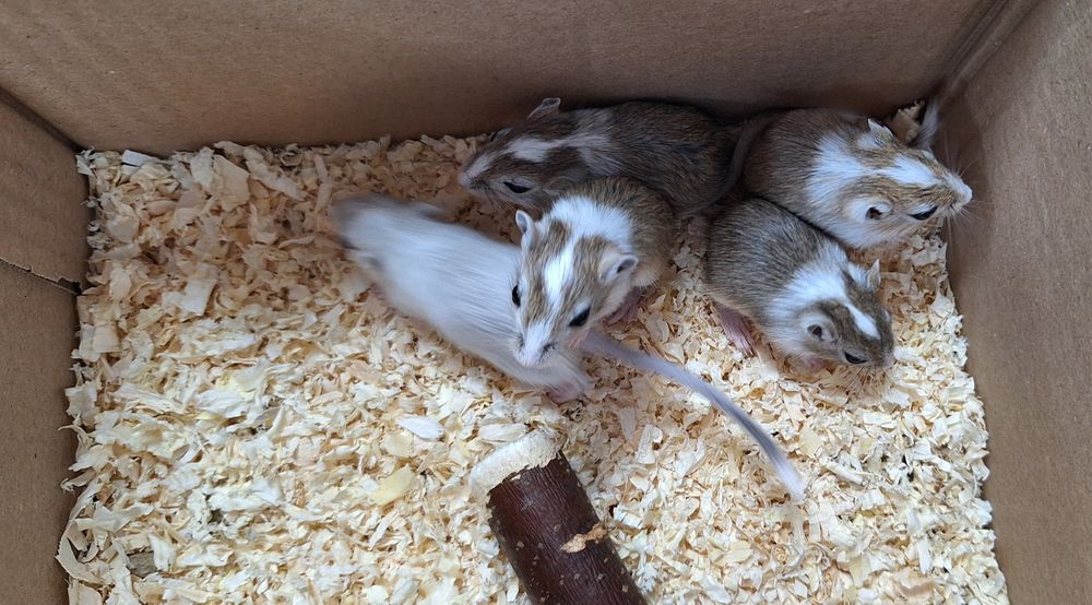 Myszoskoczki samczyki i samiczki.