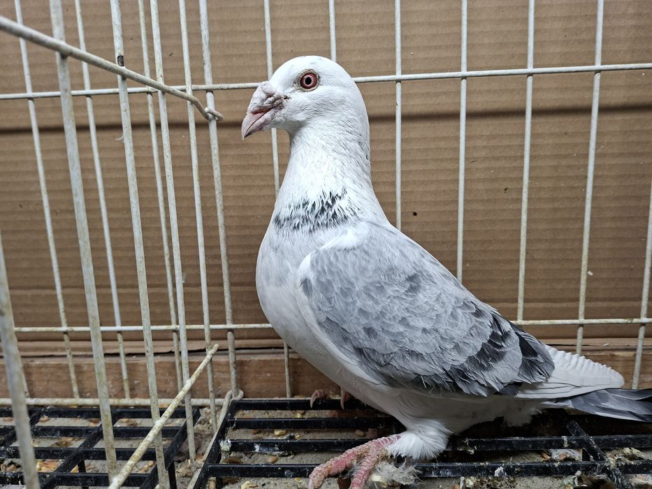 Gołębie Staropolskie