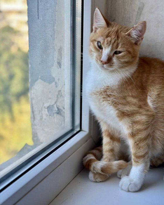 Фенікс з непростою долею шукає дім