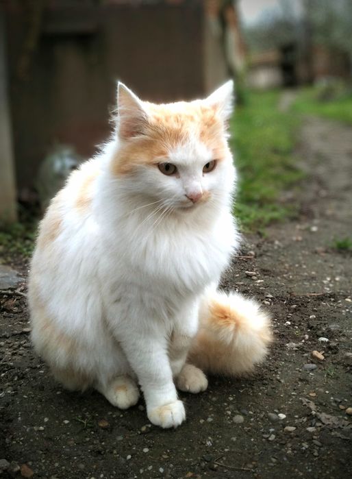 Красень в пошуках родини