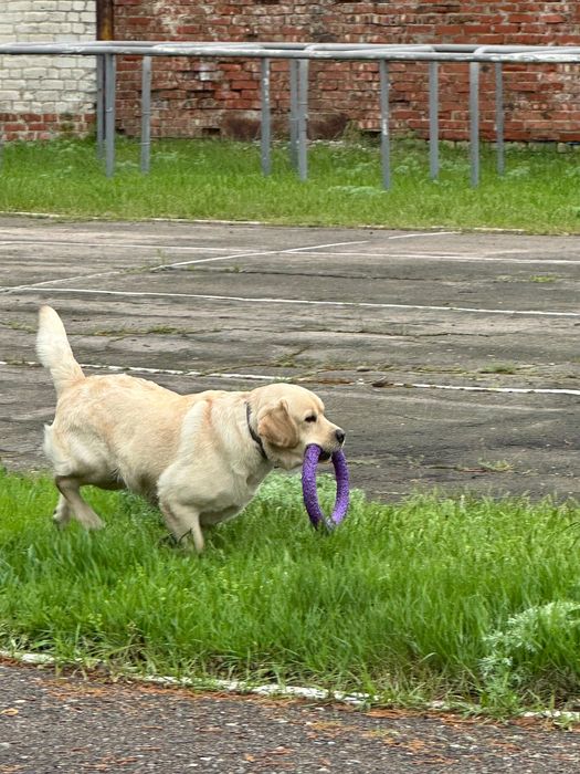Кабель чистокровного Лабрадора ретривера предлагает услуги вязки