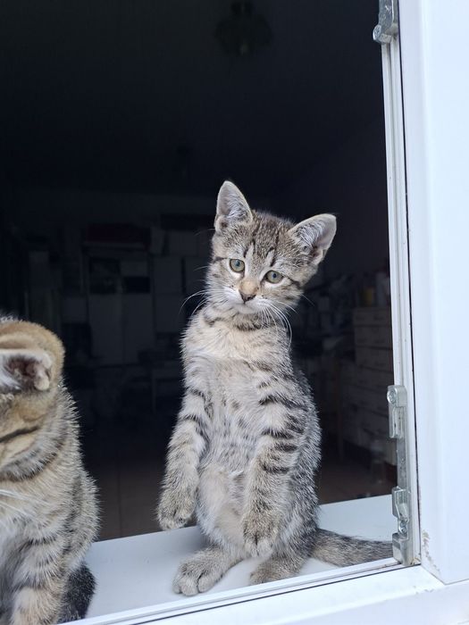 Продам   кошенят. ТАББі тигрового окрасу.