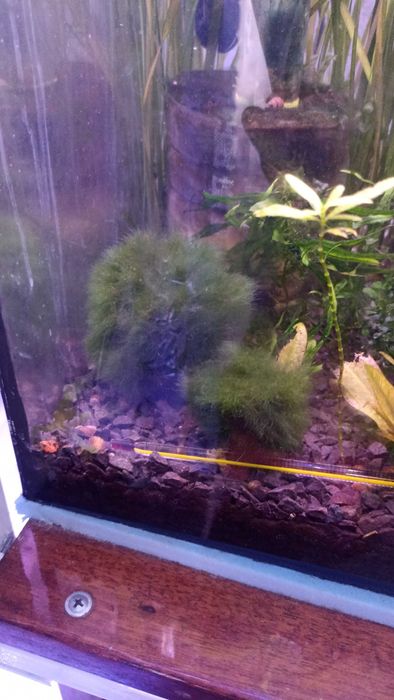 Продам рослини та аквариумную рыбку!