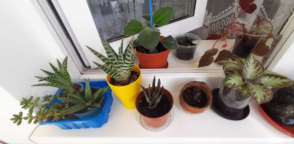 Орхідея лудізія, бегонія, епісції, сукуленти