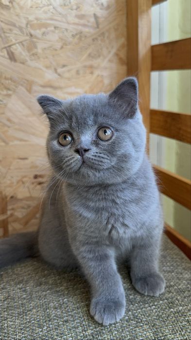 Шотландські кошенята/Scottishkittens/